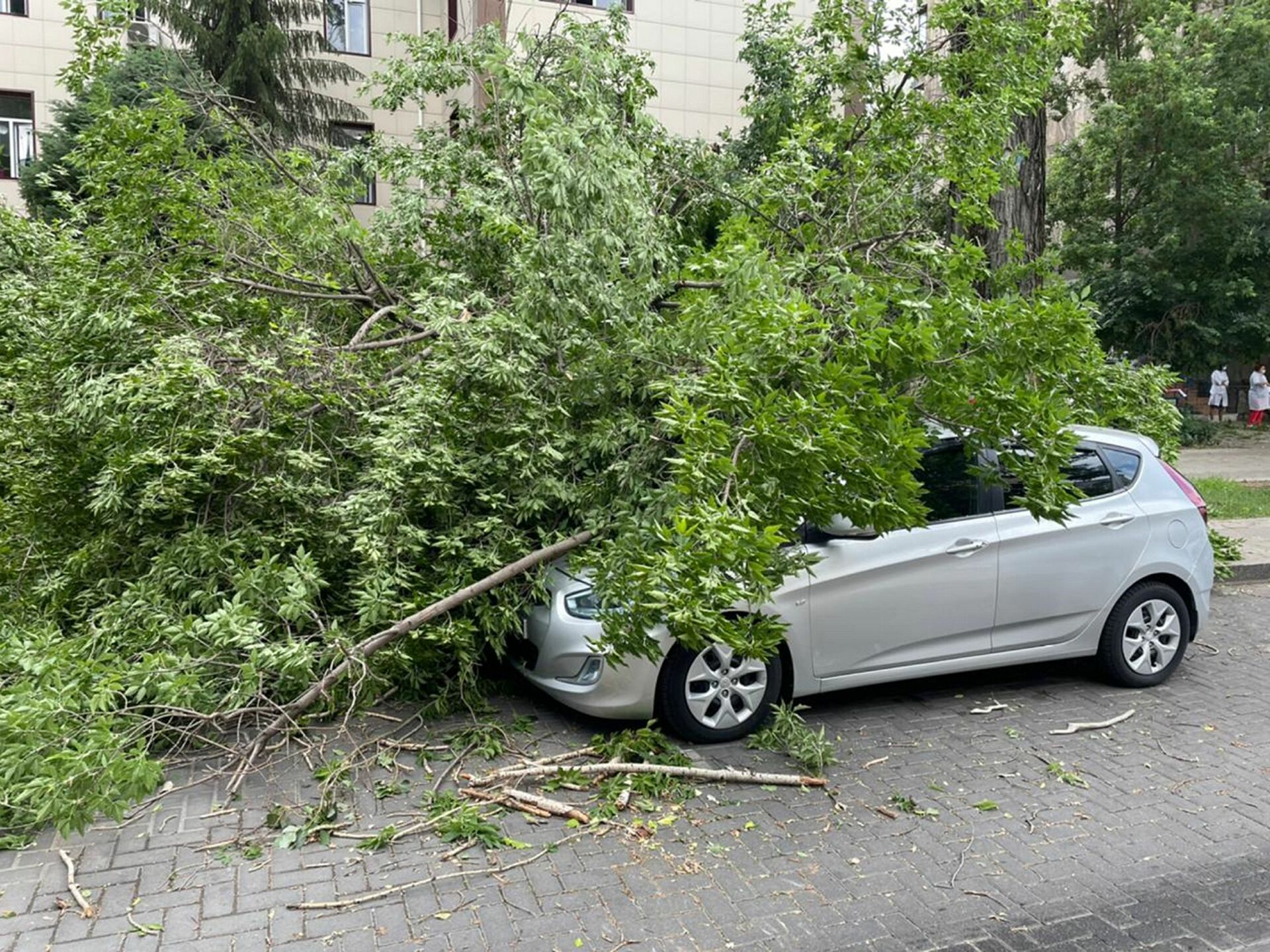 В Караганде на женщину во дворе дома упало сухое дерево - dixinews.kz