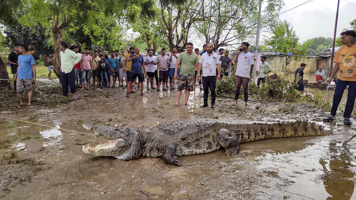 Crocodile being rescued at flood-hit Vadodara